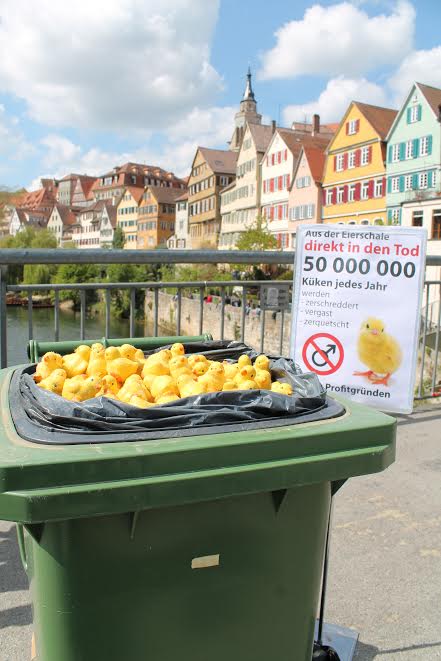 Eier - das große LEId