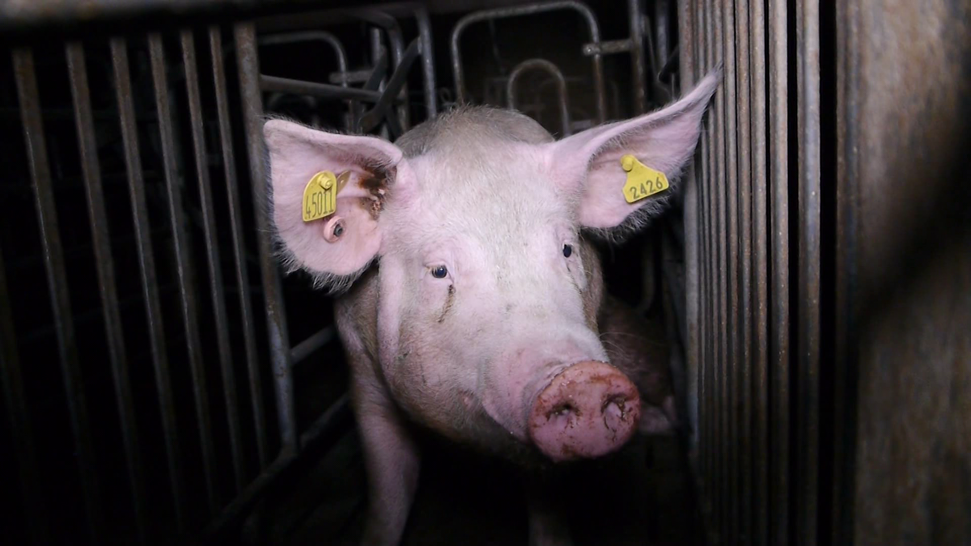 Unfassbares Leid in der Schweinezuchtindustrie