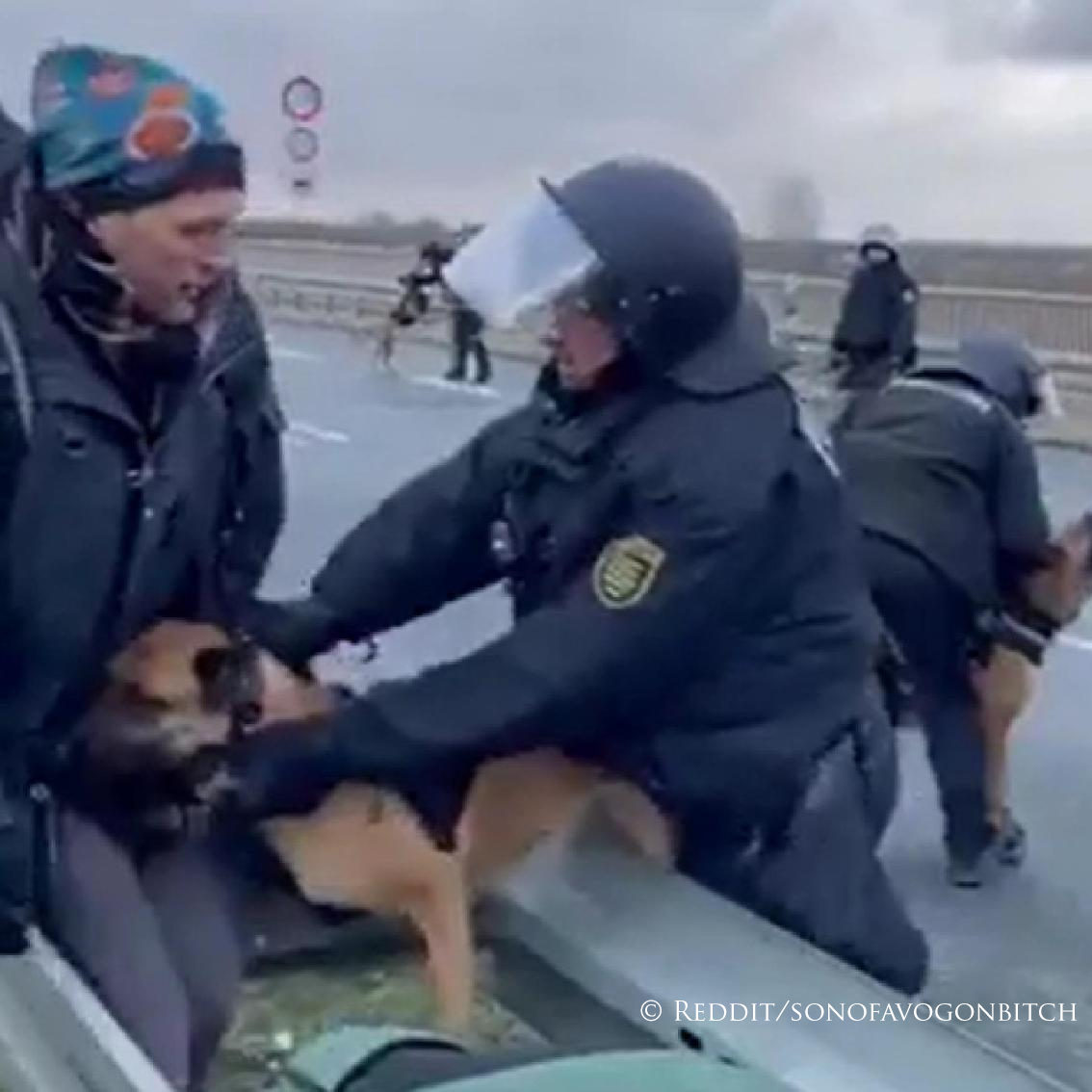 Wie ergeht es den Diensthunden bei der Polizei?