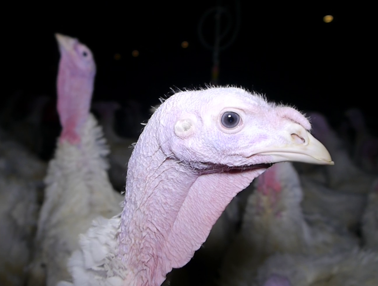 Landgericht verurteilt Tierschützer