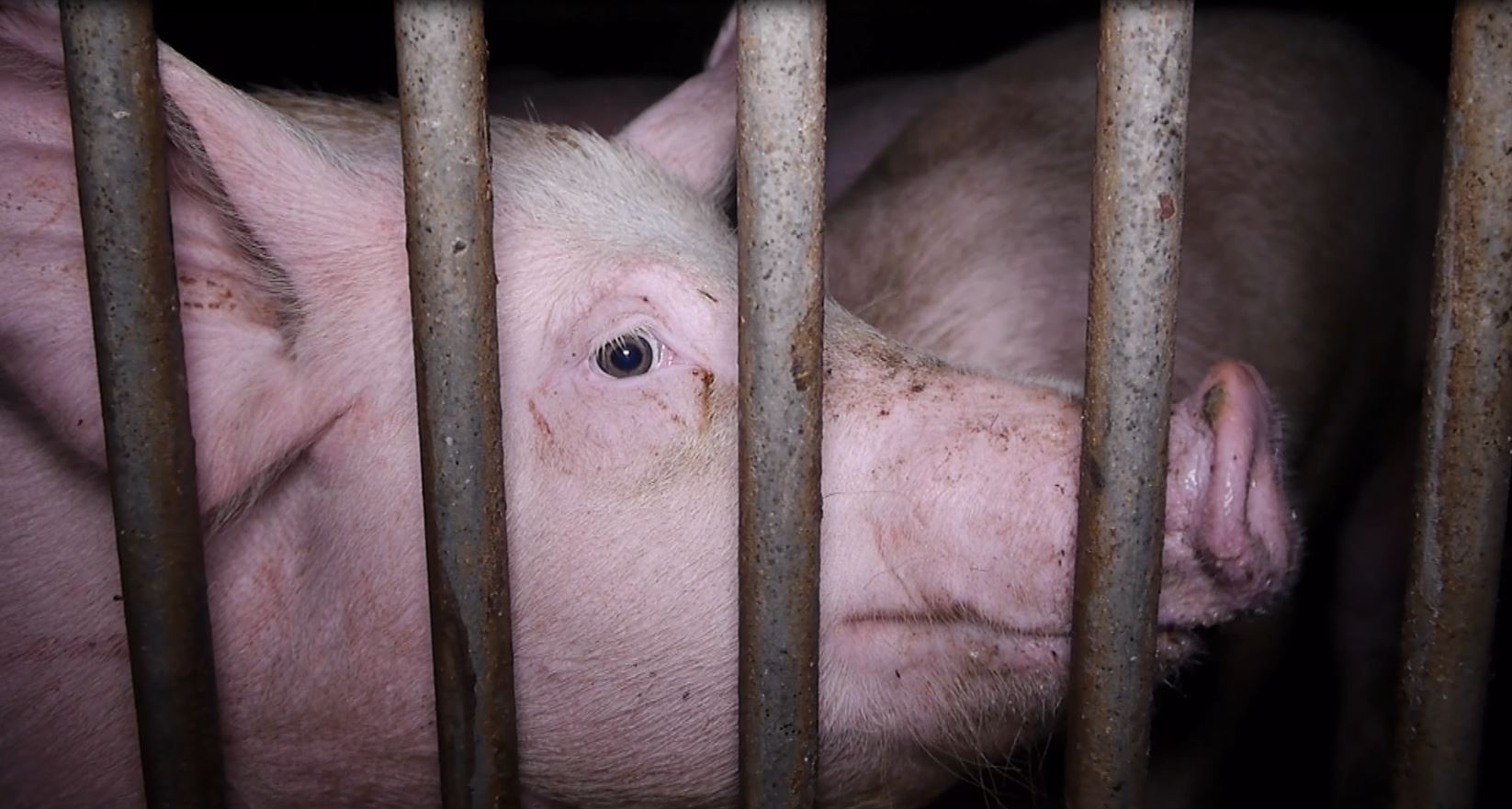 Die grausame Realität der Schweinemast