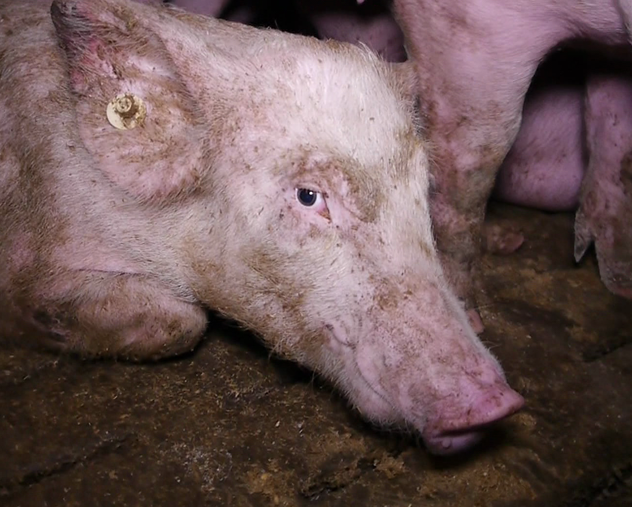 Behördenversagen und leidende Schweine